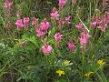 (45) Sainfoin